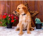 Small Photo #34 Golden Retriever Puppy For Sale in WAKARUSA, IN, USA