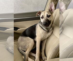 Piper - Female Labrador Retriever-Unknown Mix Dog for Adoption - Photo #7