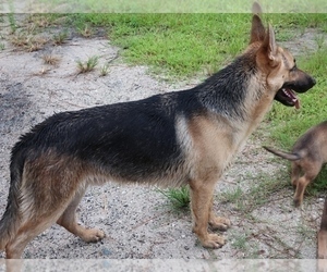 Father of the German Shepherd Dog puppies born on 05/15/2019