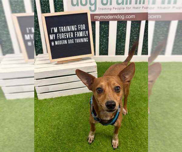 Medium Photo #2 Rat-Cha Puppy For Sale in Wakefield, RI, USA