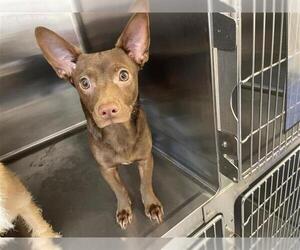 Chihuahua Dogs for adoption in Houston, TX, USA