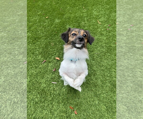 Medium Photo #4 Papillon-Unknown Mix Puppy For Sale in Santa Clara, CA, USA