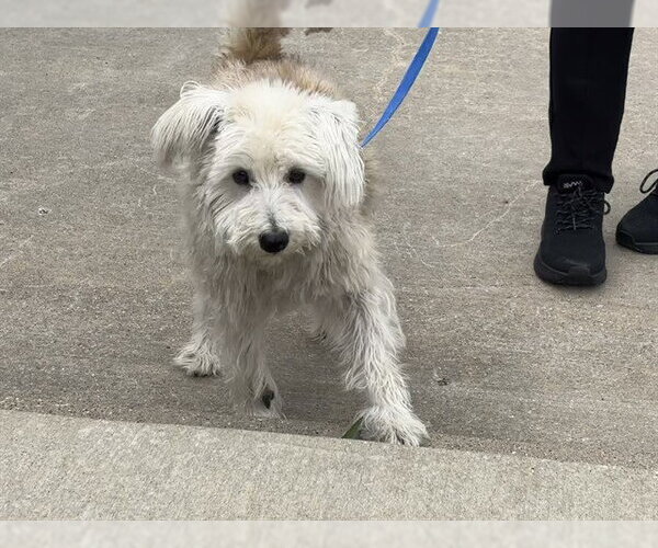 Medium Photo #1 Maltese-Unknown Mix Puppy For Sale in Grand Prairie, TX, USA