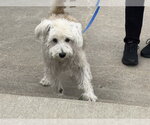 Small Maltese Mix