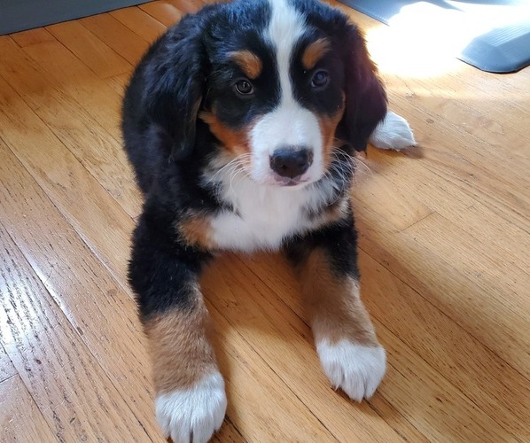 Medium Photo #1 Bernese Mountain Dog Puppy For Sale in LEETONIA, OH, USA