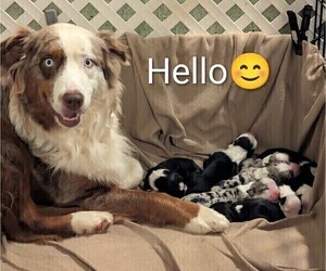 Australian Shepherd Puppy for Sale in SYLVA, North Carolina USA