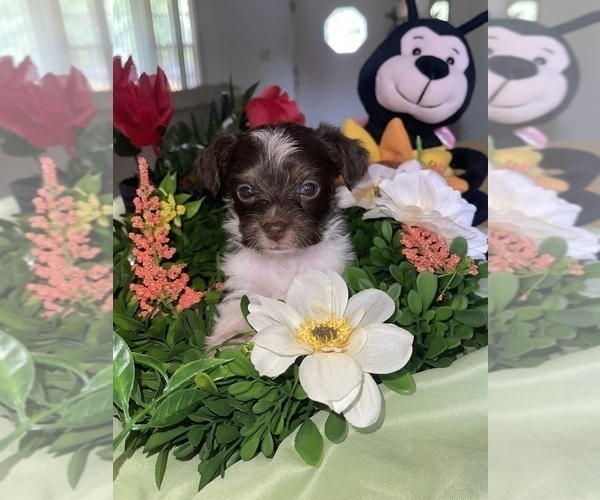 Medium Photo #16 Yorkshire Terrier Puppy For Sale in ROCKFORD, IL, USA