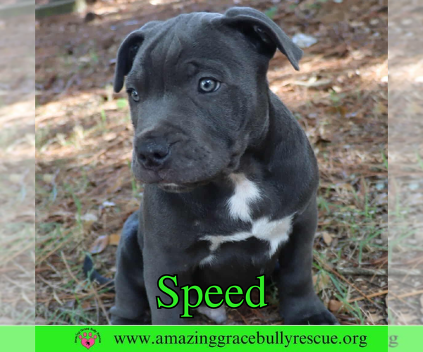 Medium Photo #2 American Pit Bull Terrier-Unknown Mix Puppy For Sale in Pensacola, FL, USA