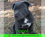Small #1 American Pit Bull Terrier Mix