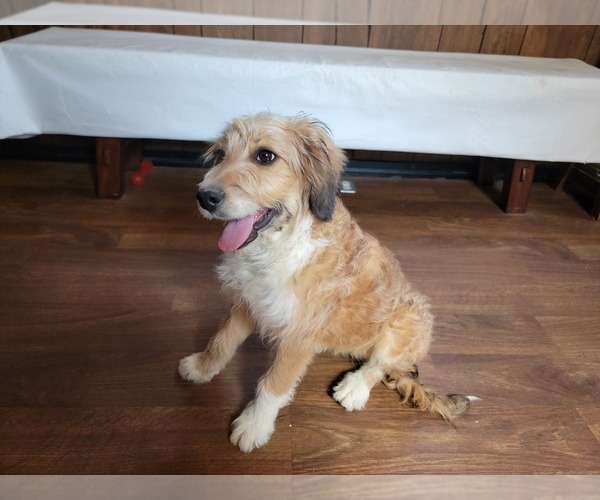 Medium Photo #84 Bernedoodle (Miniature) Puppy For Sale in BLACK FOREST, CO, USA