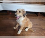 Small Photo #84 Bernedoodle (Miniature) Puppy For Sale in BLACK FOREST, CO, USA
