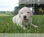 Small Photo #6 Goldendoodle Puppy For Sale in TURIN, NY, USA