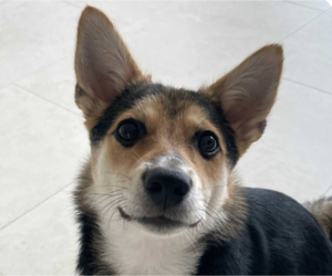 Pembroke Welsh Corgi-Unknown Mix Dogs for adoption in San Ramon, CA, USA