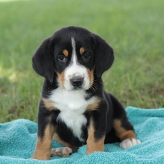 Greater Swiss Mountain Dog Puppy for sale in GAP, PA, USA