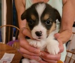 Small Photo #2 Pembroke Welsh Corgi Puppy For Sale in NINE MILE FALLS, WA, USA
