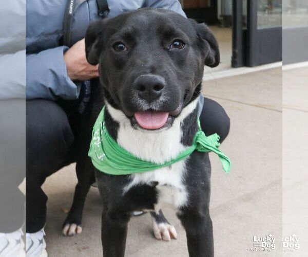 Medium Photo #4 Labrador Retriever-Retriever  Mix Puppy For Sale in Washington, DC, USA