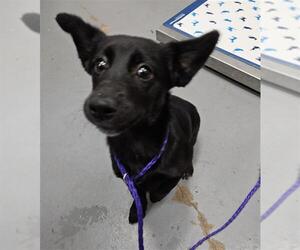 German Shepherd Dog-Unknown Mix Dogs for adoption in Peoria, IL, USA