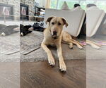 Small German Shepherd Dog-Great Dane Mix