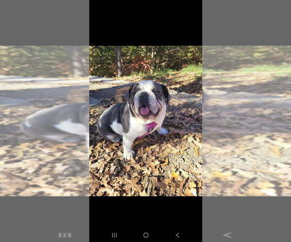 Medium Photo #1 English Bulldog Puppy For Sale in ARGYLE, TX, USA