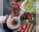 Small Photo #7 Chihuahua-Unknown Mix Puppy For Sale in Forest, VA, USA