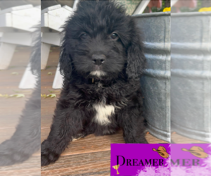 English Cream Golden Retriever-Poodle (Miniature) Mix Puppy for sale in GOLDEN, CO, USA