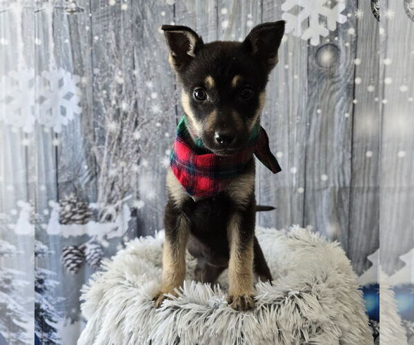 Medium Photo #15 Mutt Puppy For Sale in Fargo, ND, USA