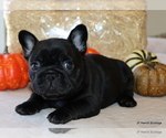 Puppy Cash French Bulldog