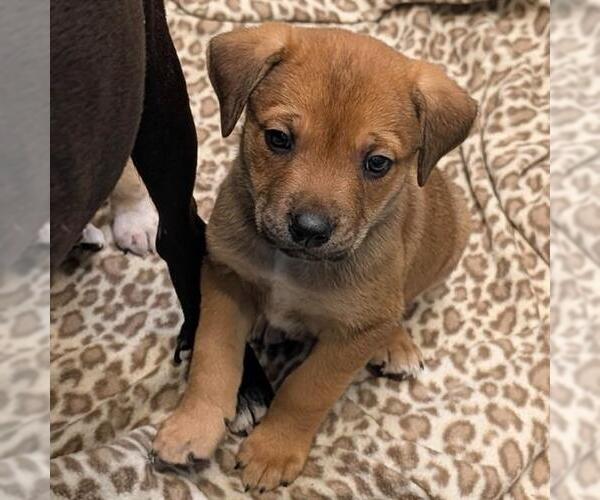 Medium Photo #1 American Staffordshire Terrier-Unknown Mix Puppy For Sale in San Antonio, TX, USA