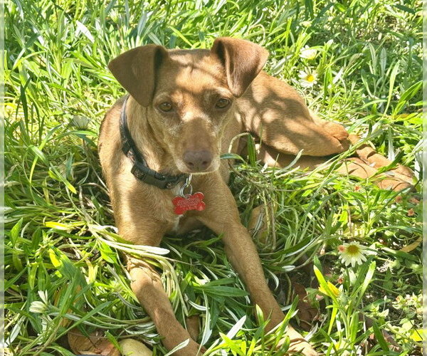 Medium Photo #1 Cheagle Puppy For Sale in San Diego, CA, USA