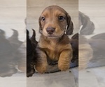 Puppy Miscellaneous Dachshund