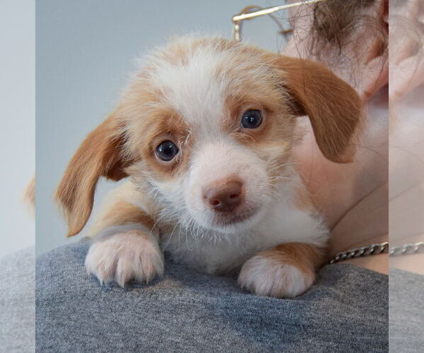 Medium Photo #4 Chiweenie Puppy For Sale in Huntley, IL, USA