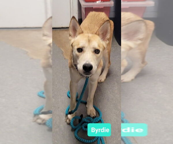 Medium Photo #3 Carolina Dog-Huskies  Mix Puppy For Sale in Richmond, IN, USA