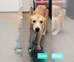 Small #2 Carolina Dog-Huskies  Mix