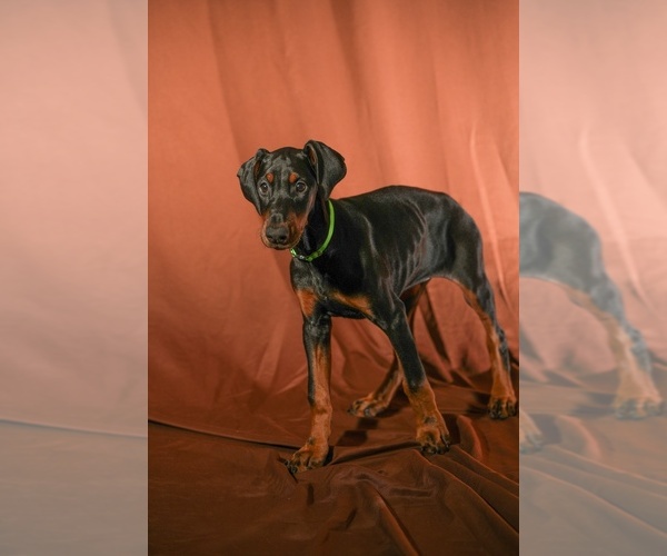 Medium Photo #5 Doberman Pinscher Puppy For Sale in RIVERDALE, MD, USA