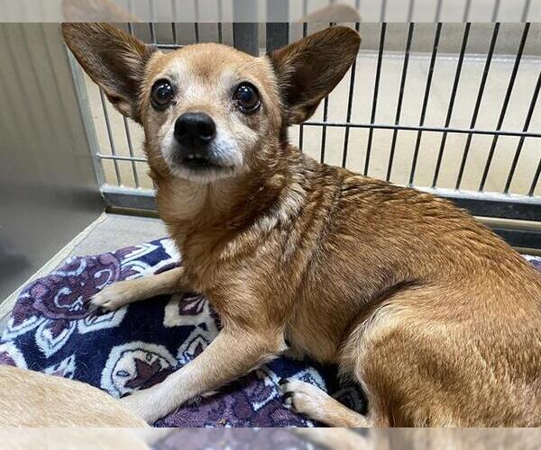 Medium Photo #1 Chihuahua Puppy For Sale in Modesto, CA, USA