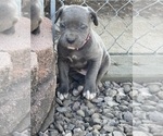 Puppy Puppy 2 Cane Corso