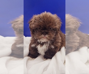 Shih Tzu Puppy for Sale in BRANDON, Florida USA