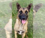 Small #3 German Shepherd Dog Mix