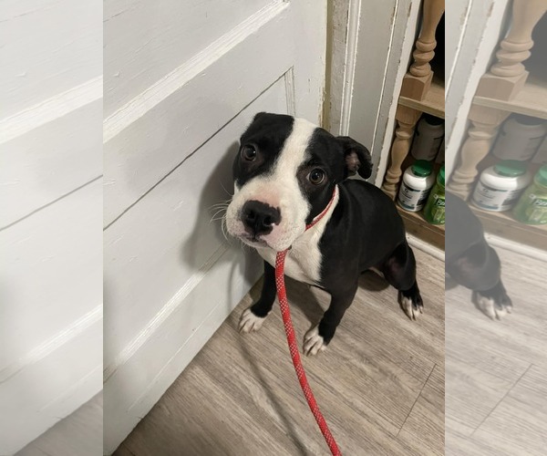 Medium Photo #6 American Staffordshire Terrier-Unknown Mix Puppy For Sale in Shermans Dale, PA, USA