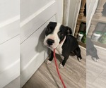Small #5 American Staffordshire Terrier Mix