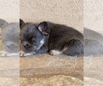 Small #13 French Bulldog