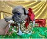 Small Photo #91 French Bulldog Puppy For Sale in HAYWARD, CA, USA