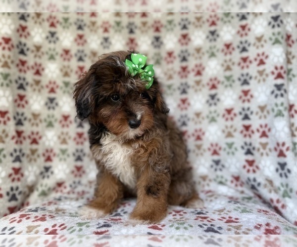 Medium Photo #3 Aussiedoodle Miniature  Puppy For Sale in LAKELAND, FL, USA
