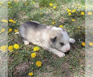 Siberian Husky Puppy for sale in AINSWORTH, NE, USA