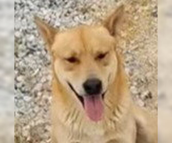 Medium Photo #1 Carolina Dog-Unknown Mix Puppy For Sale in Lake Forest, CA, USA