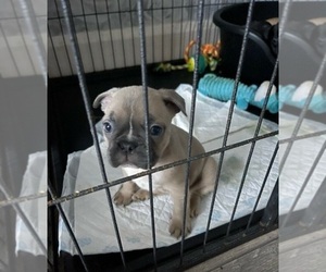 French Bulldog Puppy for sale in MEDFORD, MA, USA