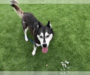 Siberian Husky-Unknown Mix Dogs for adoption in Grand Prairie, TX, USA