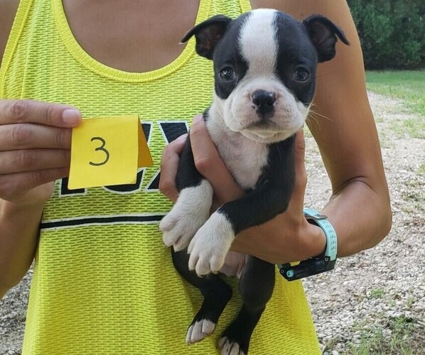 View Ad Boston Terrier Litter of Puppies for Sale near
