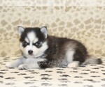 Small #1 Pomsky