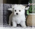 Small Photo #1 Maltese Puppy For Sale in GORDONVILLE, PA, USA